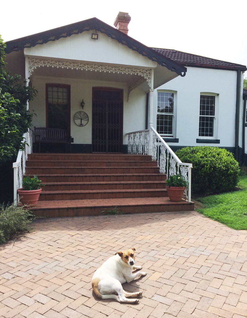 front-of-house-twinky-dog